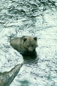 white/ blonde grizzly cub