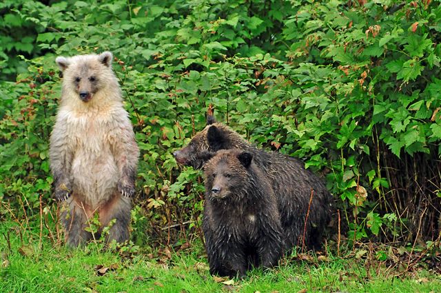 white grizzly cub