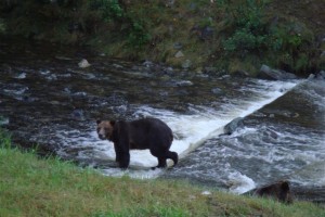 Grizzly bear watching