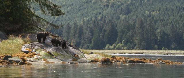 knight Inlet Grizzly bears