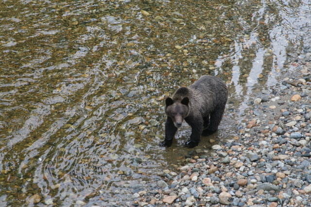 grizzly bear fishing for salmon