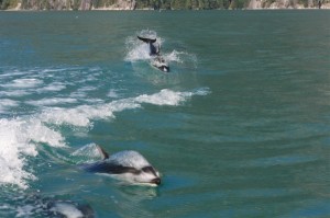 dolphins in Knight Inlet