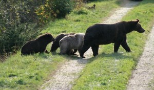 Grizzly bears of Knight Inlet Lodge