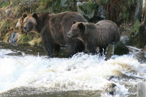 grizzlies fishing for salmon