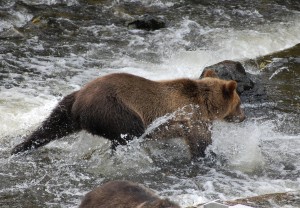 grizzly fishing for salmon at weir stand