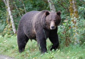 Knight Inlet grizzly bear