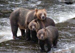 Grizzly sow with cubs