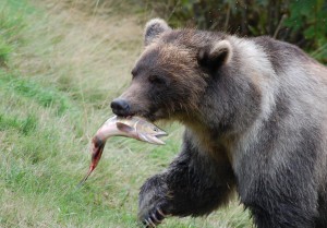 grizzly bear eating salmon