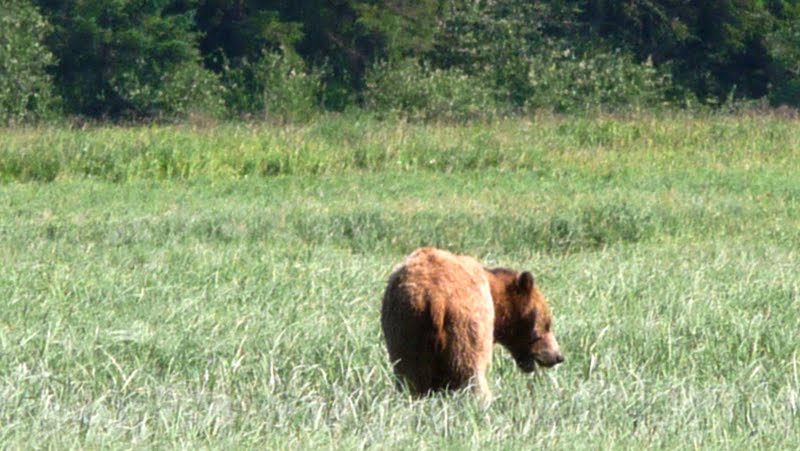 Grizzly bear in estuary