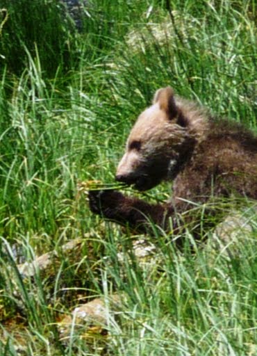 grizzly bear in grass