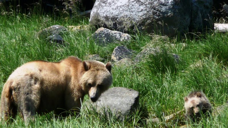 Grizzly bear on beach