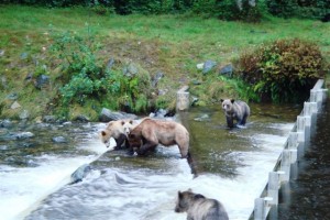 grizzly bear viewing