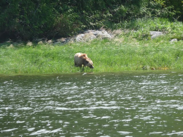 grizzly bear on shore