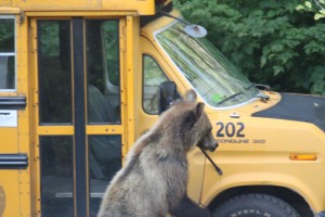 grizzly bear with bus