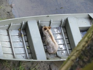 grizzly bear cub in boat