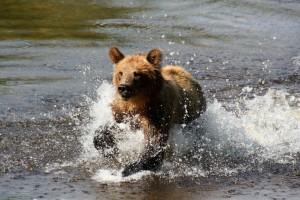 grizzly bear running in water