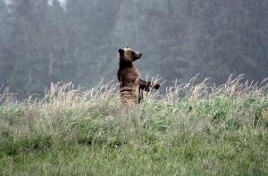 grizzly bear in Glendale Cove estuary