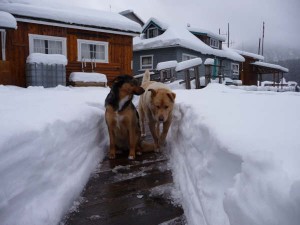 Grizzly bear adventure lodge in winter