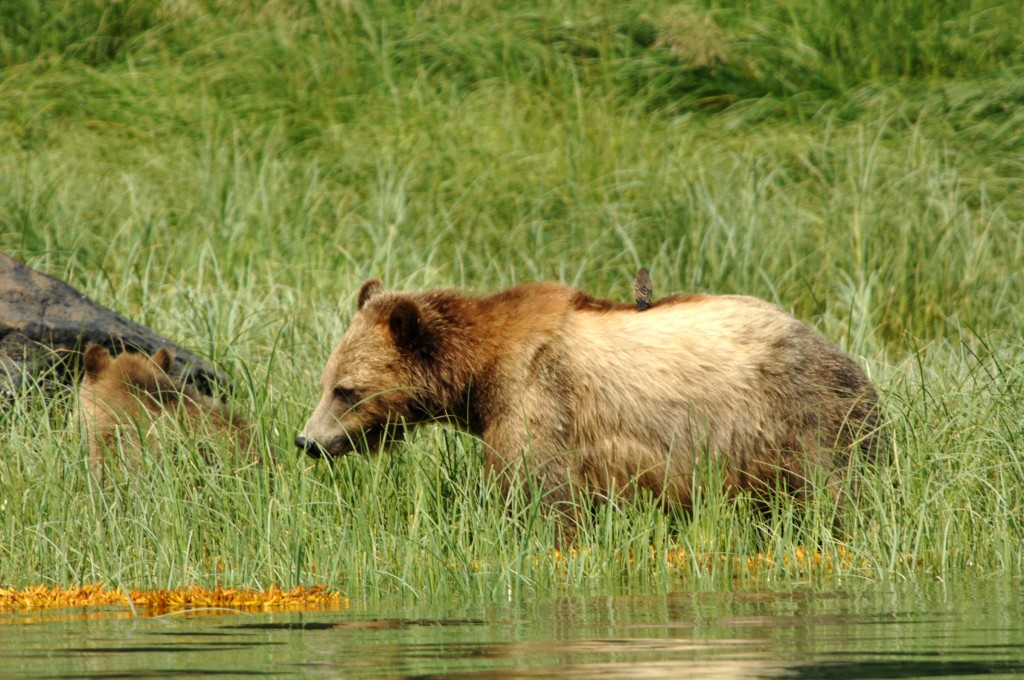 grizzly bear sow with cub