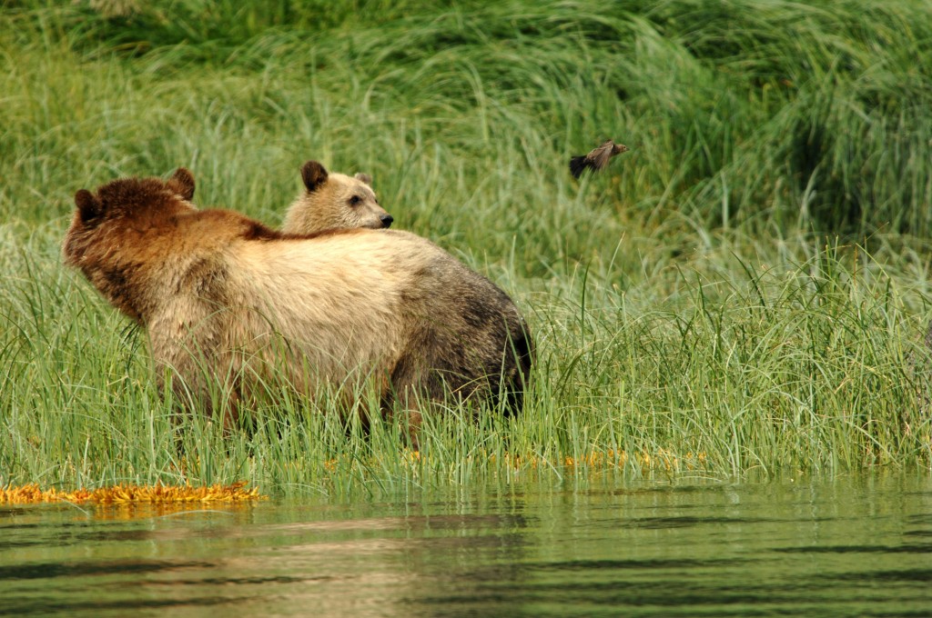 grizzly bear sow and cub