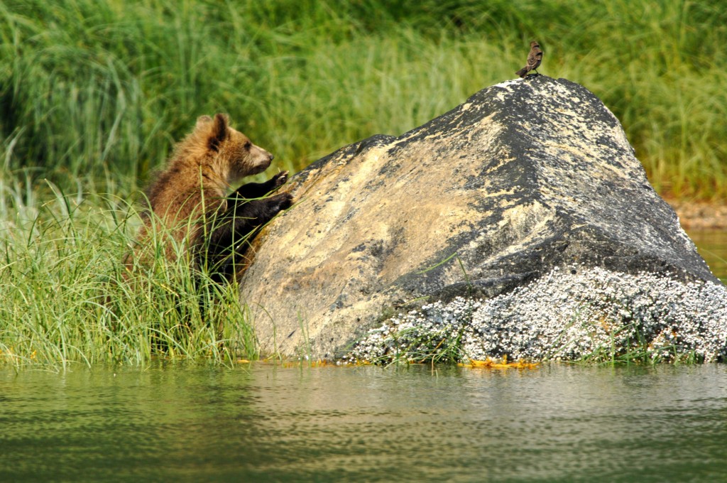 grizzly bear cub, glendale Cove, Knight Inlet