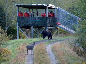 Knight Inlet Lodge bear viewing stand