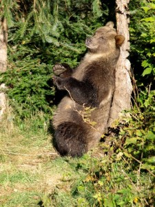 grizzly bear rub tree