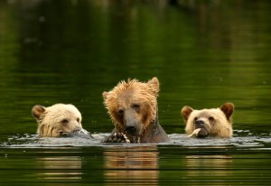 Help save the grizzly bears of British Columbia