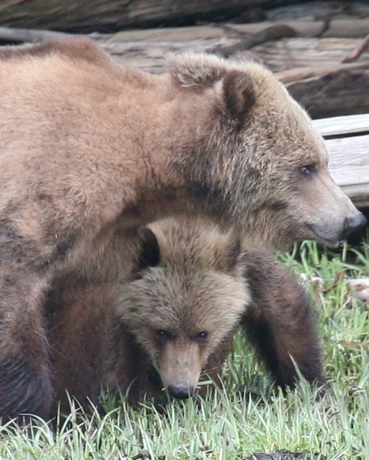 grizzly mom and cub, first bears of 2010