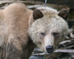 grizzly sow at Knight Inlet Lodge. the first bear to appear in 2010