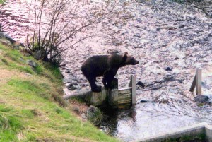 Grizzly fishing for salmon