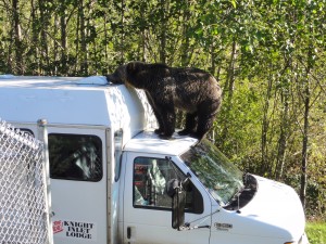 grizzly bear on bus