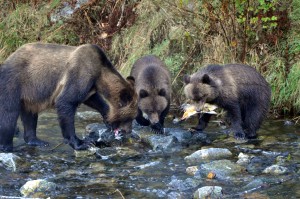 grizzly sow and cubs fishing for salmon