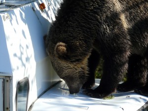 grizzly bear on bus