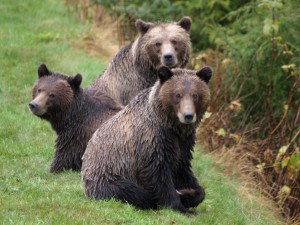 grizzly bears at Knight Inlet Lodge