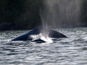 humpback whale seen on Knight Inlet Lodge marine tour