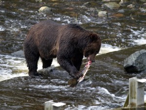 grizzly bear fishing for salmon