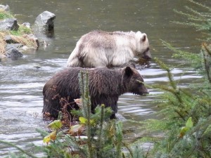 white grizzly cub at Knight Inlet Lodge