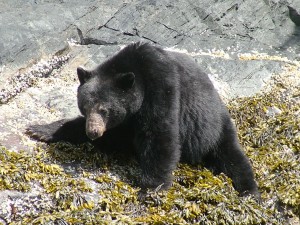 black bear in Glendale Cove estuary