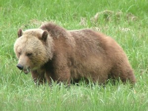 grizzly bear in Glendale Cove estuary