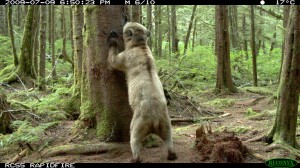 grizzly bear rub tree