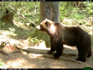 male grizzly glendale cove