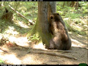 male grizzly bear knight inlet british columbia