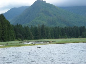 grizzly bear viewing at Knight Inlet Lodge