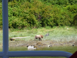 knight inlet lodge grizzly bear viewing