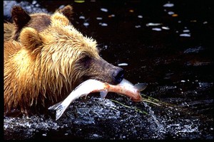 grizzly bear fishing for salmon