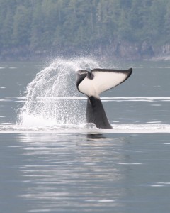 orca whale watching at Knight Inlet Lodge