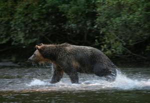 grizzly bear chasing salmon at Knight Inlet Lodge