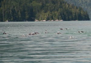 knight inlet lodge marine tour