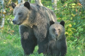 grizzly sow and cub at Knight Inlet Lodge